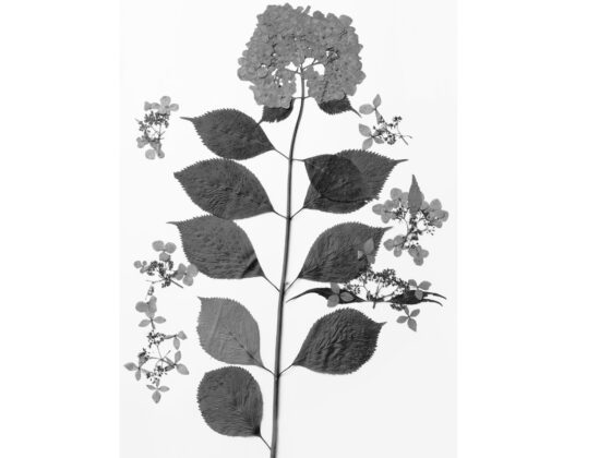 〈菅原一剛〉阪神梅田本店にて『MAKINO 植物の肖像』写真展示