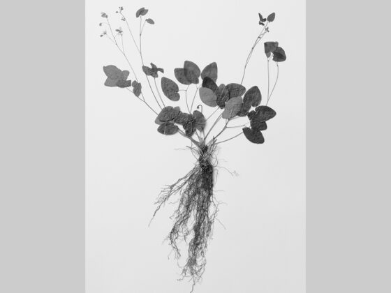 〈菅原一剛〉写真展『MAKINO　植物の肖像』名古屋LightsGalleryにて開催